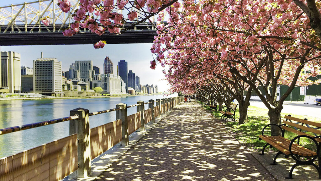 Cherry Blossoms blooming in New York