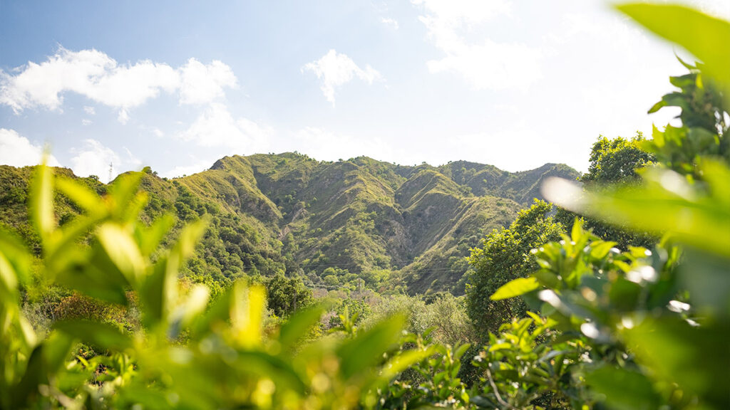 Green mountain landscape of Vulcano with leaves at the front